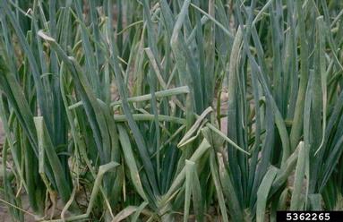 downy mildew (Peronospora destructor ) on garden onion (Allium cepa ) - 5362265