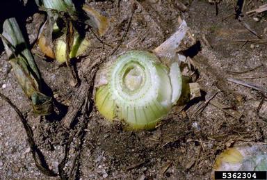 slippery skin (Burkholderia gladioli pv. alliicola) on garden onion (Allium cepa ) - 5362304
