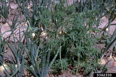 Mexican fireweed (Kochia scoparia ) on garden onion (Allium cepa ) - 5362330