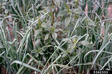 redroot pigweed (Amaranthus retroflexus ) on garden onion (Allium cepa ) - 5362333