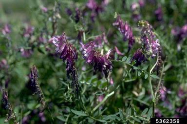 hairy vetch, Vicia villosa  (Fabales: Fabaceae (Leguminosae)) - 5362358