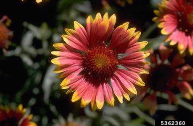 blanketflower, Gaillardia spp.  (Asterales: Asteraceae) - 5362360