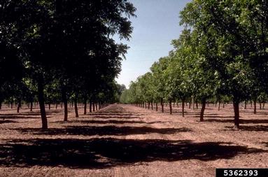 pecan, Carya illinoinensis  (Juglandales: Juglandaceae) - 5362393