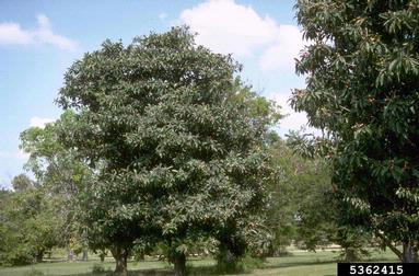 loquat, Eriobotrya japonica  (Rosales: Rosaceae) - 5362415