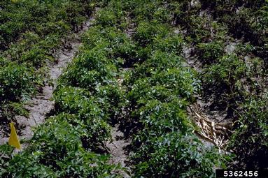 early blight (Alternaria solani ) on potato (Solanum tuberosum ) - 5362456