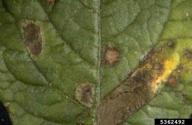 early blight (Alternaria solani ) on potato (Solanum tuberosum ) - 5362492