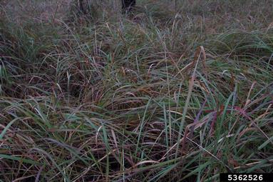 cogongrass, Imperata cylindrica  (Cyperales: Poaceae) - 5362526
