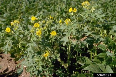 buffalobur, Solanum rostratum  (Solanales: Solanaceae) - 5362591