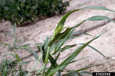 johnsongrass, Sorghum halepense  (Cyperales: Poaceae) - 5362596