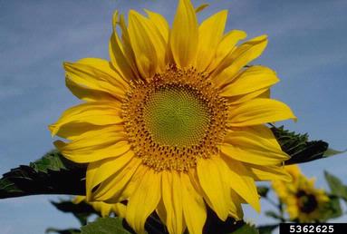 sunflower, Helianthus spp.  (Asterales: Asteraceae) - 5362625