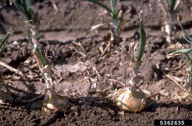 storm damage (general) on garden onion (Allium cepa ) - 5362635