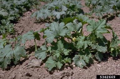 squashes (general), Cucurbita pepo  (Violales: Cucurbitaceae) - 5362669