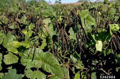 cowpea, Vigna unguiculata  (Fabales: Fabaceae (Leguminosae)) - 5362684
