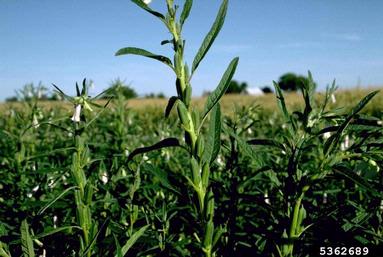 sesame, Sesamum indicum  (Scrophulariales: Pedaliaceae) - 5362689