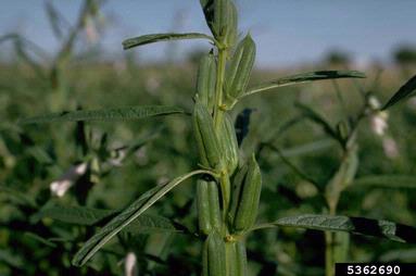 sesame, Sesamum indicum  (Scrophulariales: Pedaliaceae) - 5362690