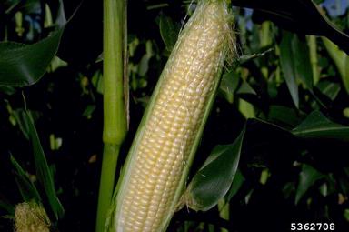 corn, Zea mays  (Cyperales: Poaceae) - 5362708