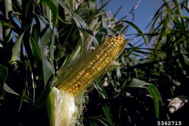 corn, Zea mays  (Cyperales: Poaceae) - 5362715