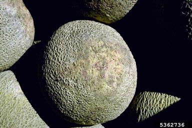 Fusarium wilts, blights, rots and damping-off (Fusarium spp. ) on melon (Cucumis melo ) - 5362736
