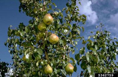pear, Pyrus spp.  (Rosales: Rosaceae) - 5362759