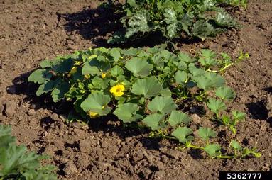 melon, Cucumis melo  (Violales: Cucurbitaceae) - 5362777