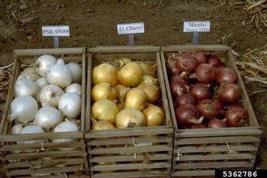 garden onion, Allium cepa  (Liliales: Liliaceae) - 5362786