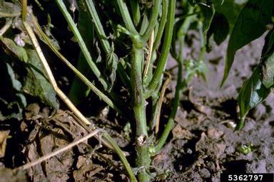 bacterial wilt (Curtobacterium flaccumfaciens pv. flaccumfaciens) on common bean (Phaseolus vulgaris ) - 5362797