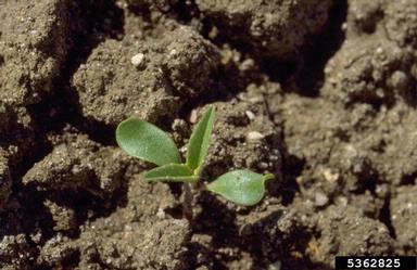 toothed spurge, Euphorbia dentata  (Euphorbiales: Euphorbiaceae) - 5362825