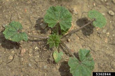 common mallow, Malva neglecta  (Malvales: Malvaceae) - 5362844