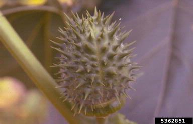jimsonweed, Datura stramonium  (Solanales: Solanaceae) - 5362851