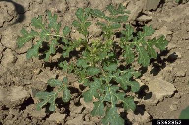 buffalobur, Solanum rostratum  (Solanales: Solanaceae) - 5362852