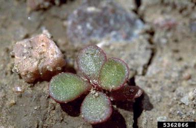 common purslane, Portulaca oleracea  (Caryophyllales: Portulacaceae) - 5362866