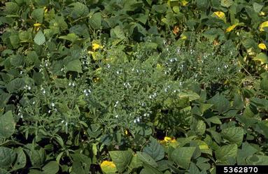 lanceleaf sage, Salvia reflexa  (Lamiales: Lamiaceae) - 5362870
