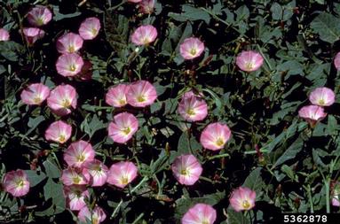 field bindweed, Convolvulus arvensis  (Solanales: Convolvulaceae) - 5362878
