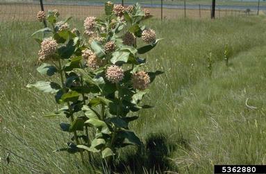common milkweed, Asclepias syriaca  (Gentianales: Asclepiadaceae) - 5362880