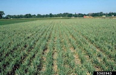 purple blotch (Alternaria porri ) on garden onion (Allium cepa ) - 5362943