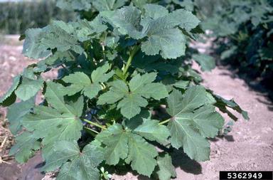 squashes (general), Cucurbita pepo  (Violales: Cucurbitaceae) - 5362949