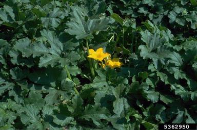 squashes (general), Cucurbita pepo  (Violales: Cucurbitaceae) - 5362950