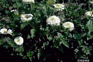 zinnia, Zinnia spp.  (Asterales: Asteraceae) - 5362962
