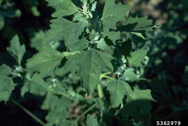 rust (Puccinia aristidae ) on lambsquarters (Chenopodium album ) - 5362979