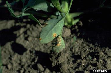 rust (Puccinia aristidae ) on lambsquarters (Chenopodium album ) - 5362980
