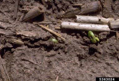 common bean, Phaseolus vulgaris  (Fabales: Fabaceae (Leguminosae)) - 5363024