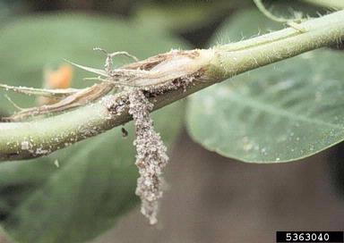 lesser cornstalk borer (Elasmopalpus lignosellus ) on peanut (Arachis hypogaea ) - 5363040
