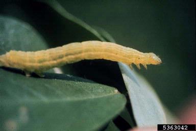 soybean looper (Pseudoplusia includens ) on peanut (Arachis hypogaea ) - 5363042