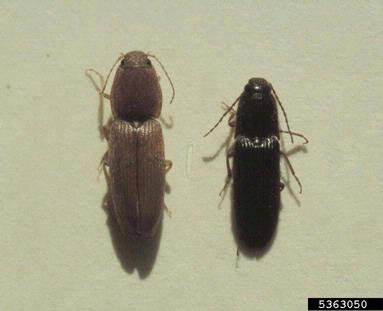 click beetles, Conoderus spp.  (Coleoptera: Elateridae) - 5363050