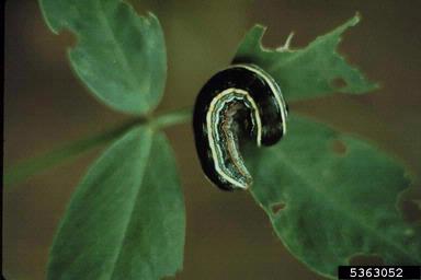 yellowstriped armyworm (Spodoptera ornithogalli ) on peanut (Arachis hypogaea ) - 5363052