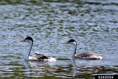 Clark's grebe, Aechmophorus clarkii  (Ciconiiformes: Podicipedidae) - 5363056