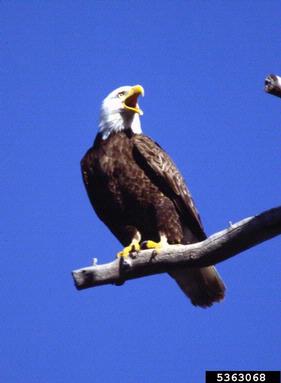 bald eagle, Haliaeetus leucocephalus  (Ciconiiformes: Accipitridae) - 5363068