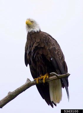 bald eagle, Haliaeetus leucocephalus  (Ciconiiformes: Accipitridae) - 5363100