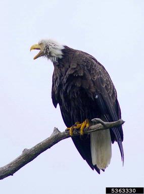 bald eagle, Haliaeetus leucocephalus  (Ciconiiformes: Accipitridae) - 5363330