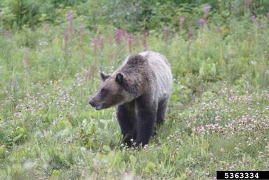 grizzly bear, Ursus arctos  (Carnivora: Ursidae) - 5363334